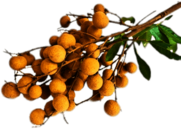 Branch Of Longan