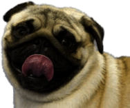 Pug Tongue Out