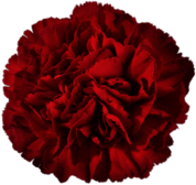 Red Carnation