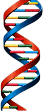 DNA String Multicolour