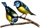 Duo Of Blue Tit Birds Vintage Illustration