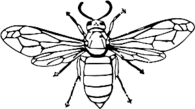 Wasp Close Up Illustration