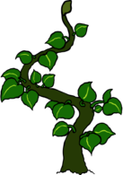Leafy Beanstalk