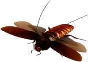 Virtual Cockroach