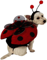 Lady Bug Costume For Dogs