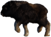 Baby Musk Ox