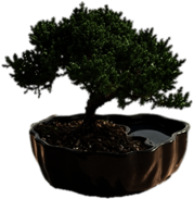 Juniper Bonsai