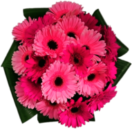 Pink Gerbera Bouquet