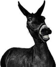 Laughing Mule Black and White