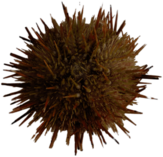 Green Sea Urchin