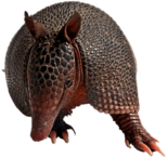 Armadillo Front View