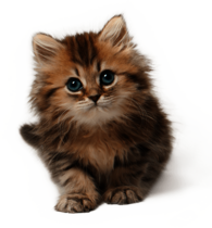 Kitten Cat Cute