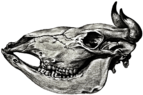 Cow Skull