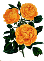 Retro Yellow Roses Illustration