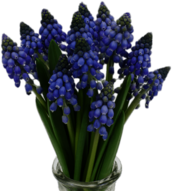 Grape Hyacinths