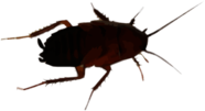Cockroach Drawing