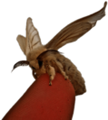 Silkworm Moth on Fingertip