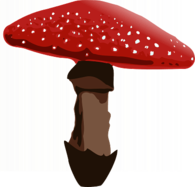 Coloured Fly Amanita