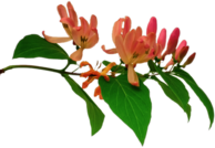 Pink Honeysuckle Branch