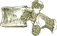 Lumbar Bones