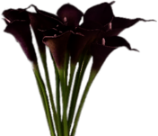 Purple Calla Lilies