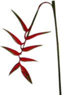 Hanging Heliconia