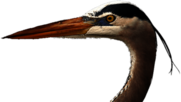 Blue Heron Head