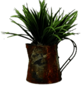 Plant In Watering Can