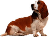 Basset Dog Looking Left