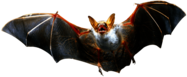 Angry Bat Flying