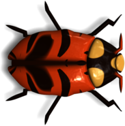 Ladybug Orange and Brown