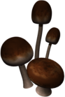 Brown Mushrooms