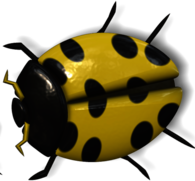 Ladybug Yellow and Black