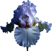 Iris White