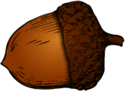 Illustration Acorn