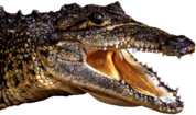 Crocodile Head Left