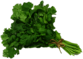 Coriander