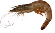 Grey Shrimp
