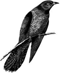 Cuckoo Drawing Black and White