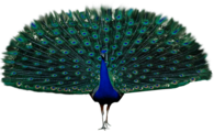 Peacock Open Wings