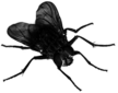 Fly