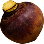 Swedish Turnip