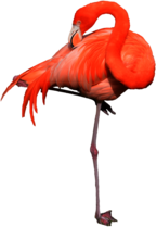 Flamingo Standing
