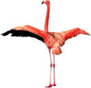 Flamingo Open Wings