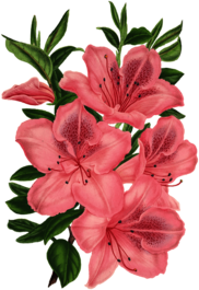 Pink Bunch Of Flowers Drawing