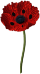 Open Poppy