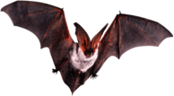 Bat Flying Open Wings