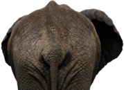 Elephant Back View Close Up