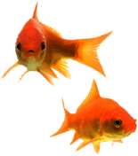 Goldfish Couple