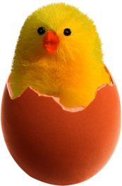 Chicken In Broken Egg